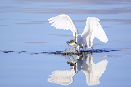A great egret has just caught a big fish 