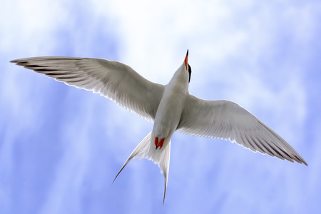 Flying Tern in Bolsa Chica Wetland  California