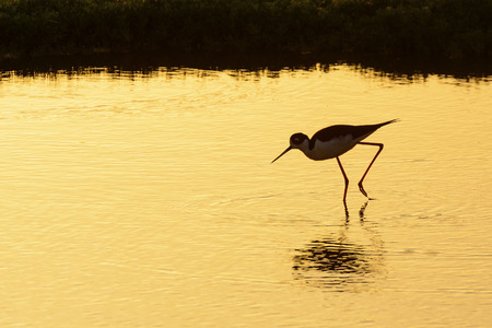 Black necked stilt in a marsh at golden sunsetの写真素材