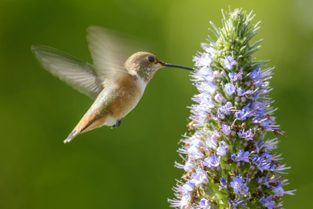 Hummingbird feeding on Pride of Madeira Flowers の写真素材