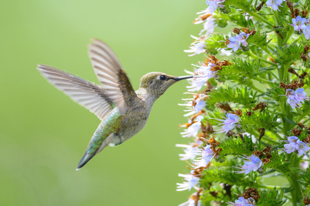 Hummingbird feeding on Pride of Madeira Flowers 