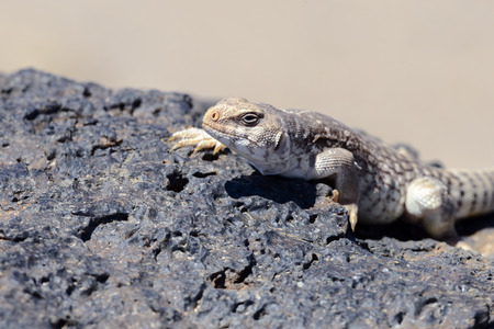 A desert iguana on lava rock の写真素材