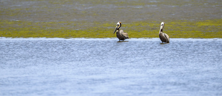 2 Brown pelicans  in Bolsa Chica Wet Land, California の写真素材