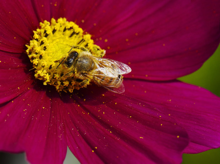 Honey bee flying on red cosmos flower.