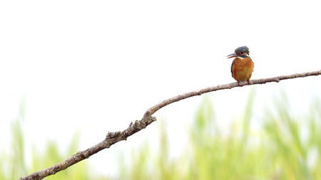 Kingfisher perching on a branch.の写真素材