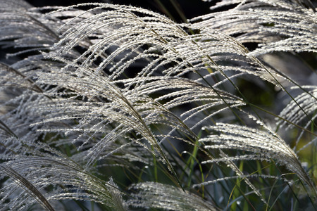 Japanese pampas grass in afternoon light from behind.の写真素材