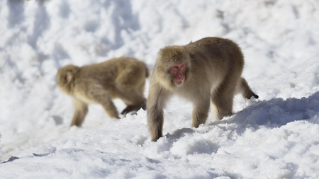 Japanese macaque (snow monkey) walking on snow.の写真素材