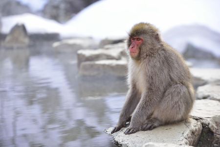 Snow monkey (Japanese macaque) relaxing beside a hot spring pool.