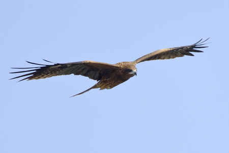 Black Kite soaring through a blue cloudless sky.の写真素材