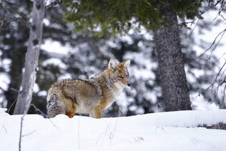 Coyote in a winter forest.の写真素材