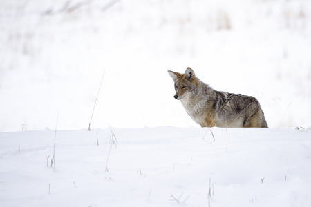 A coyote in the snow at Yellowstone National Park.の写真素材