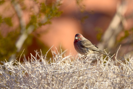 Male House Finch perched in an dry bush.Valley of fire state park, Nevada USA