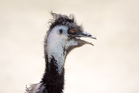 Head-shot of emu with its beak openの写真素材