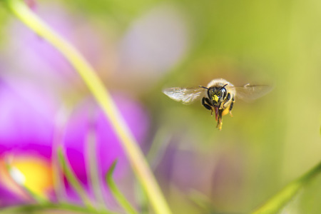 A honeybee flying toward here.の写真素材