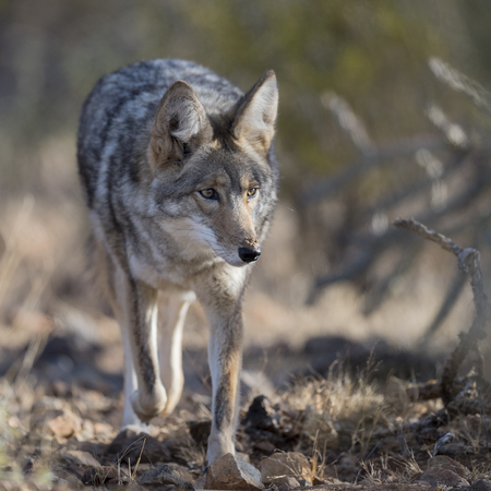 Coyote walking through desert bushes.Anima,l trail,の写真素材