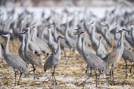 Flock of Sandhill Cranes in the snow-covered corn field,の写真素材