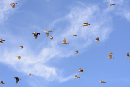 A flock of Yellow-headed  Blackbirds.の写真素材
