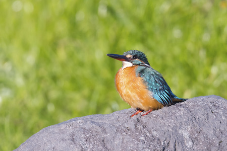 A kingfisher perched on a rock in warm sunlight.の写真素材
