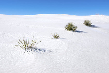 Soaptree yucca in White Sands National Monument.のeditorial素材