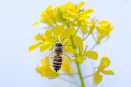 Honey Bee Pollinating on Yellow Flower.