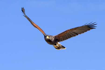 Harris Hawk in flight against clear sky.の写真素材