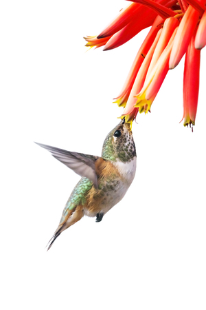 Hummingbird feeding on aloe vera flowerの写真素材