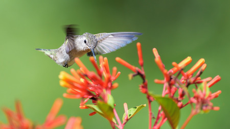 Hummingbird feeding on honeysuckle flowers.の写真素材
