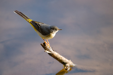 Grey Wagtail on a branch on water
