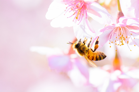 Honey bee pollinating on cherry blossoms.の写真素材