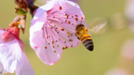 Honey bee pollinating on peach blossoms.