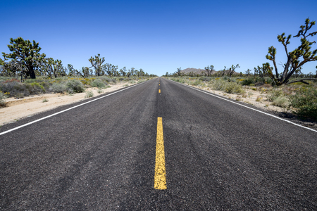 straight road through joshua tree forest.の写真素材
