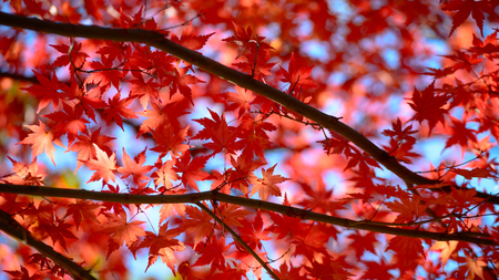Maple Leaves Changing  Autumn Color