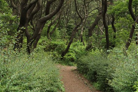 Forest In summer