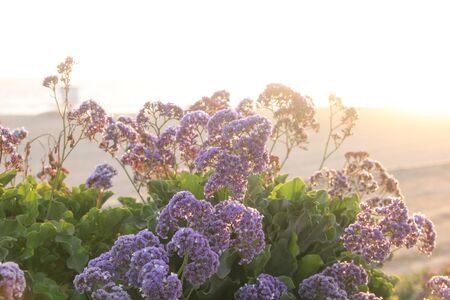 Purple Flowers at a Beach in California