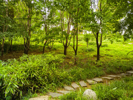 city ??forestの写真素材