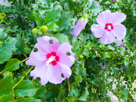 rose of sharonの写真素材