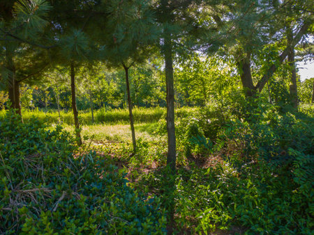 forestの写真素材