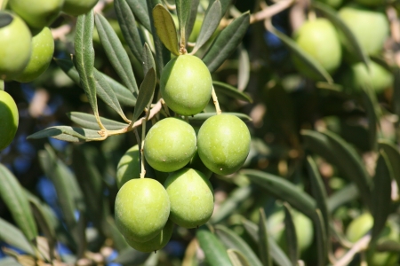 Green olives on the branch in the olive garden in Californiaの写真素材