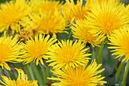 Yellow dandelion flowers (Teraxacum)
