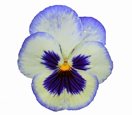 Pansy in white and blue isolated on white backgroundの写真素材