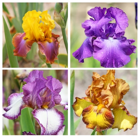 Collage with 4 iris flowersの写真素材