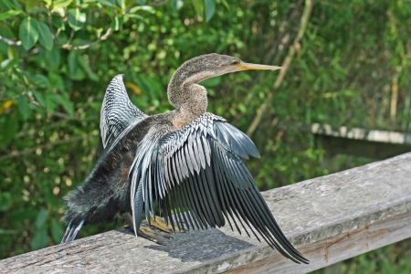 Cormorant in profile