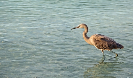 Reddish egretの写真素材