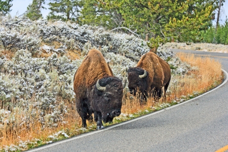Pair of bisons on the road, Yellowstone National Park, Wyomingの写真素材
