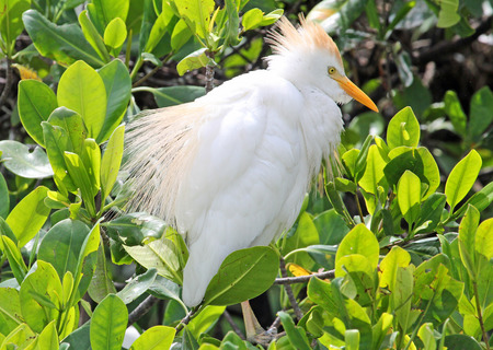 The Cattle Egret ruffled its feathers, Jamaicaの写真素材