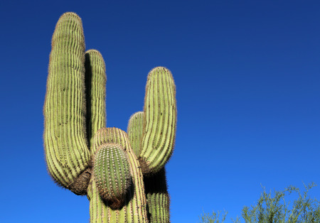 Cactus saguaro on blue sky, Arizonaの写真素材