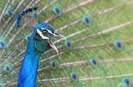 Peacock crowingの写真素材