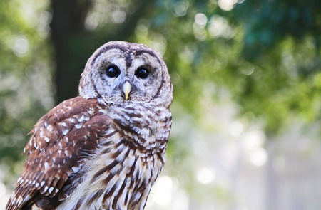 Portrait of Barred Owlの写真素材