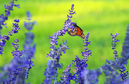 Lavender and monarch - butterfly sitting on blue flowerの写真素材