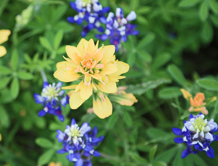 Yellow Indian Paintbrush flowerの写真素材